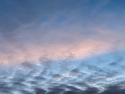 A Flock of Birds Flying in the Sky 