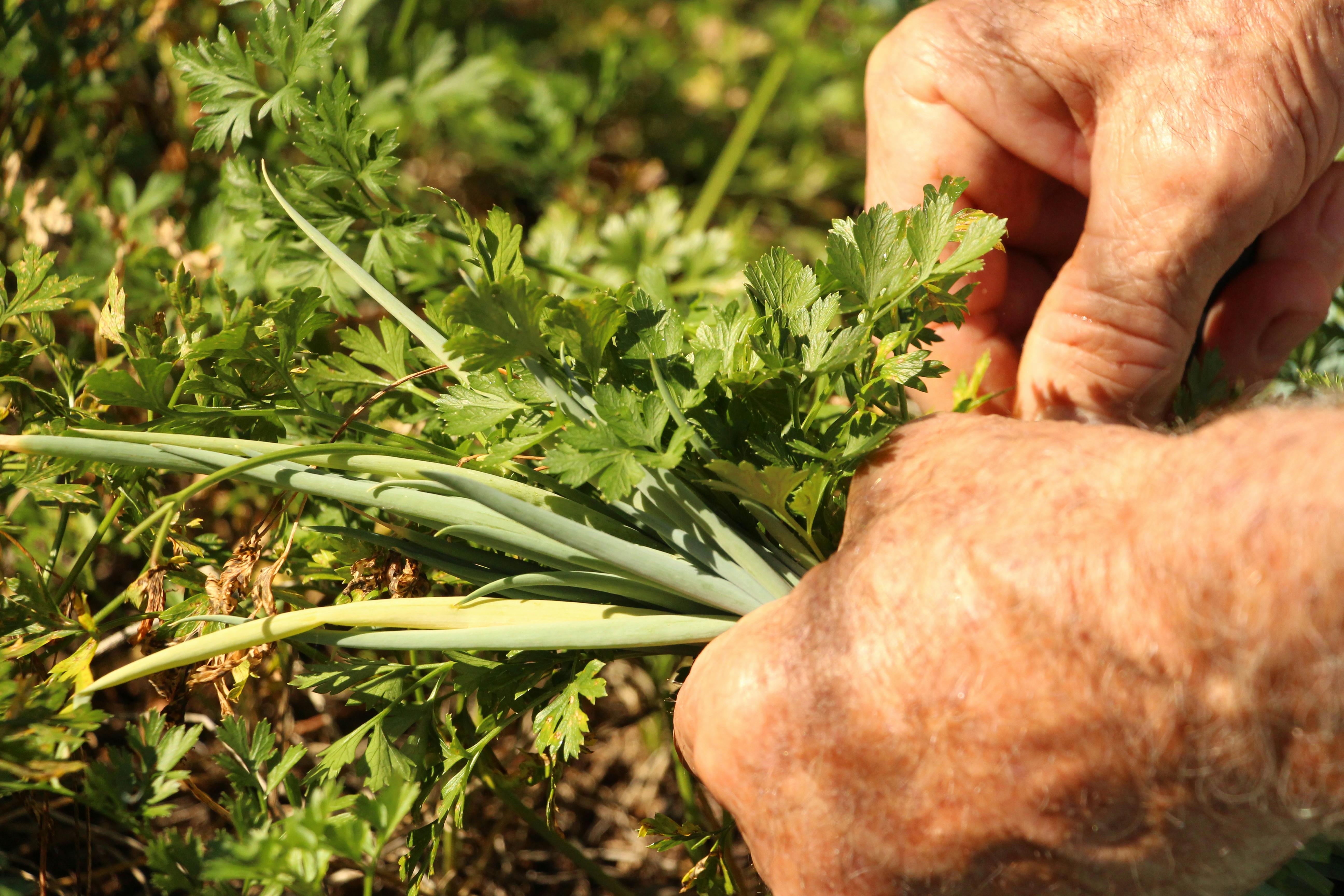 Free stock photo of harvest, harvest time, season