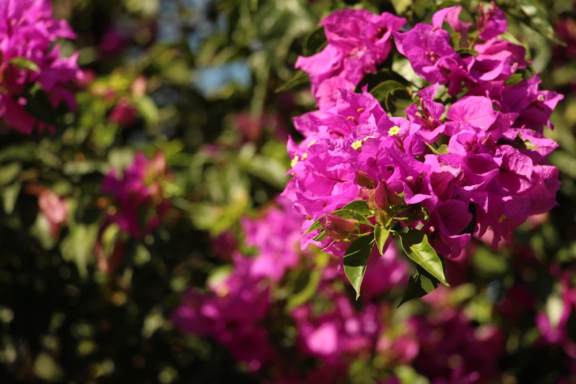 Gratis arkivbilde med blomst, primavera