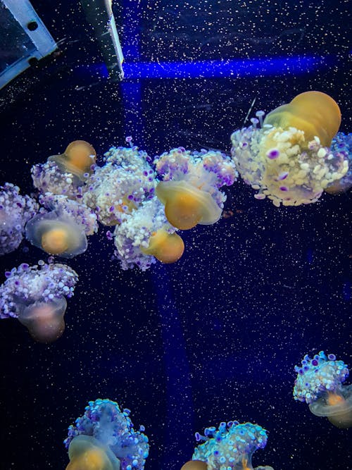 Fotobanka s bezplatnými fotkami na tému akvárium, medúza, morský život