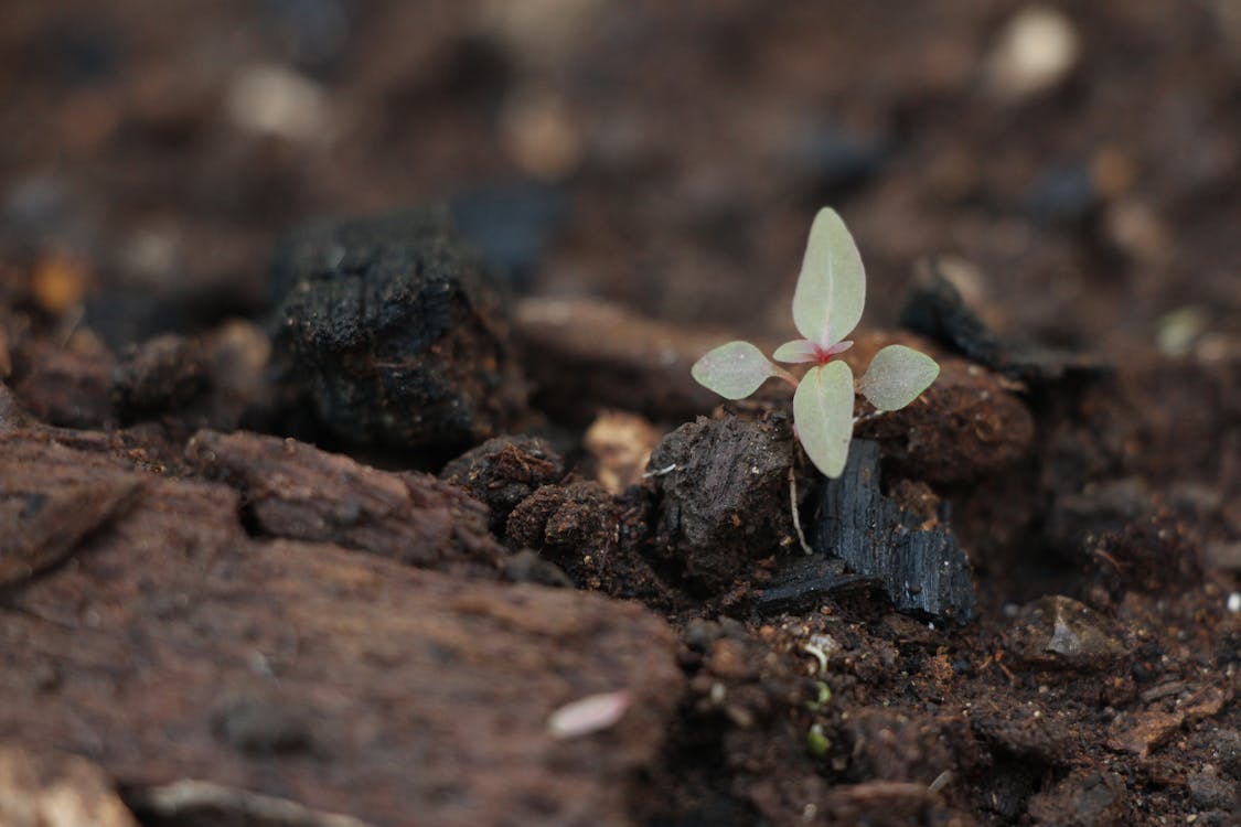 Fotos de stock gratuitas de naturaleza, planta, vida