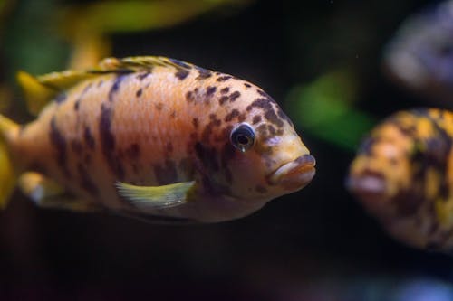 Fotos de stock gratuitas de bajo el agua, de cerca, decoración