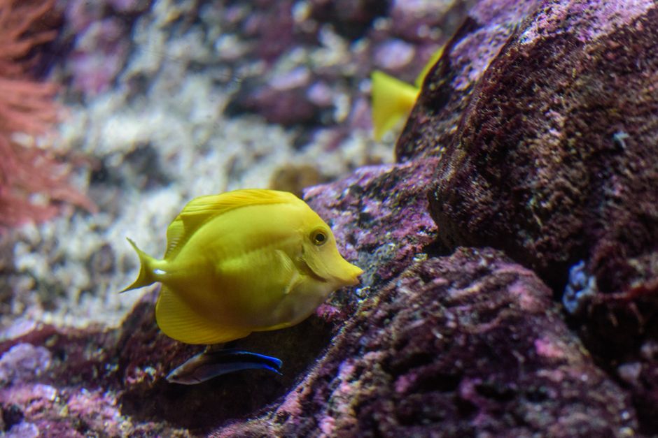 Meet Snuffleupagus, the Adorable New Fish Named After Sesame Street