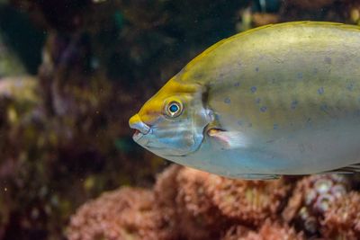 Pistol Shrimp & Goby