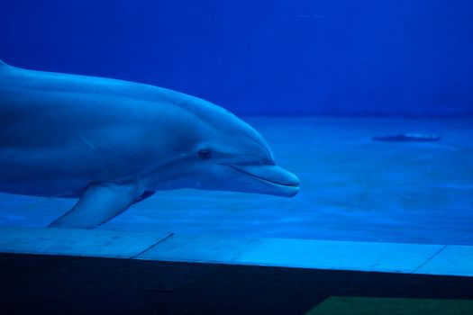 A graceful dolphin swimming in an indoor aquarium tank with a serene blue backdrop.