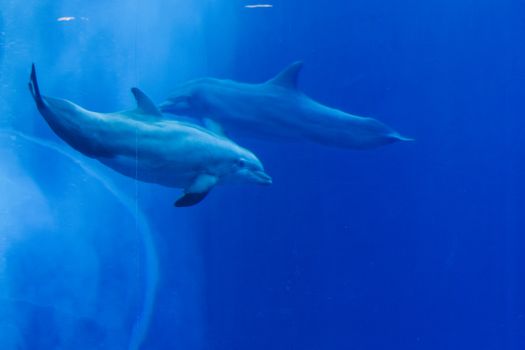 Two dolphins gracefully swimming in the clear blue ocean, showcasing marine wildlife.