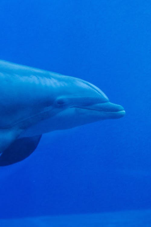 Kostnadsfria Kostnadsfri bild av delfin, djur, havsliv Stock foto