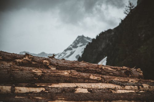 Les Bûches D'arbres En Face De La Montagne Couverte De Neige