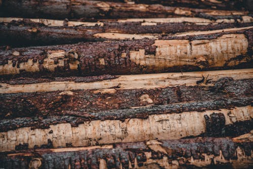 Piled Brown Tree Logs