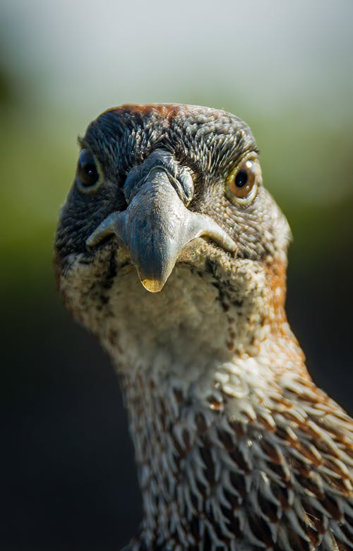 A Close-Up of a Chicken