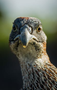 Photo by John Webb Close-up portrait of a chicken captured outdoors in Kauai, Hawaii with a focused gaze.