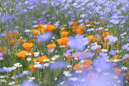 Orange Flowers in Bloom