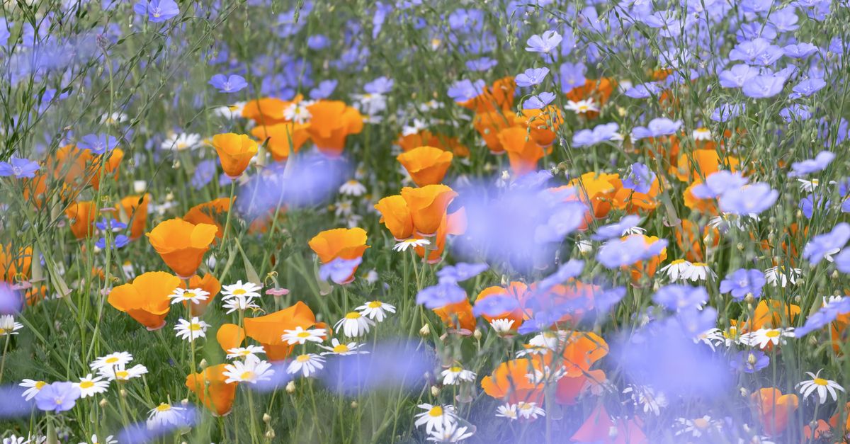 Cómo diseñar un jardín con flores silvestres: guía práctica