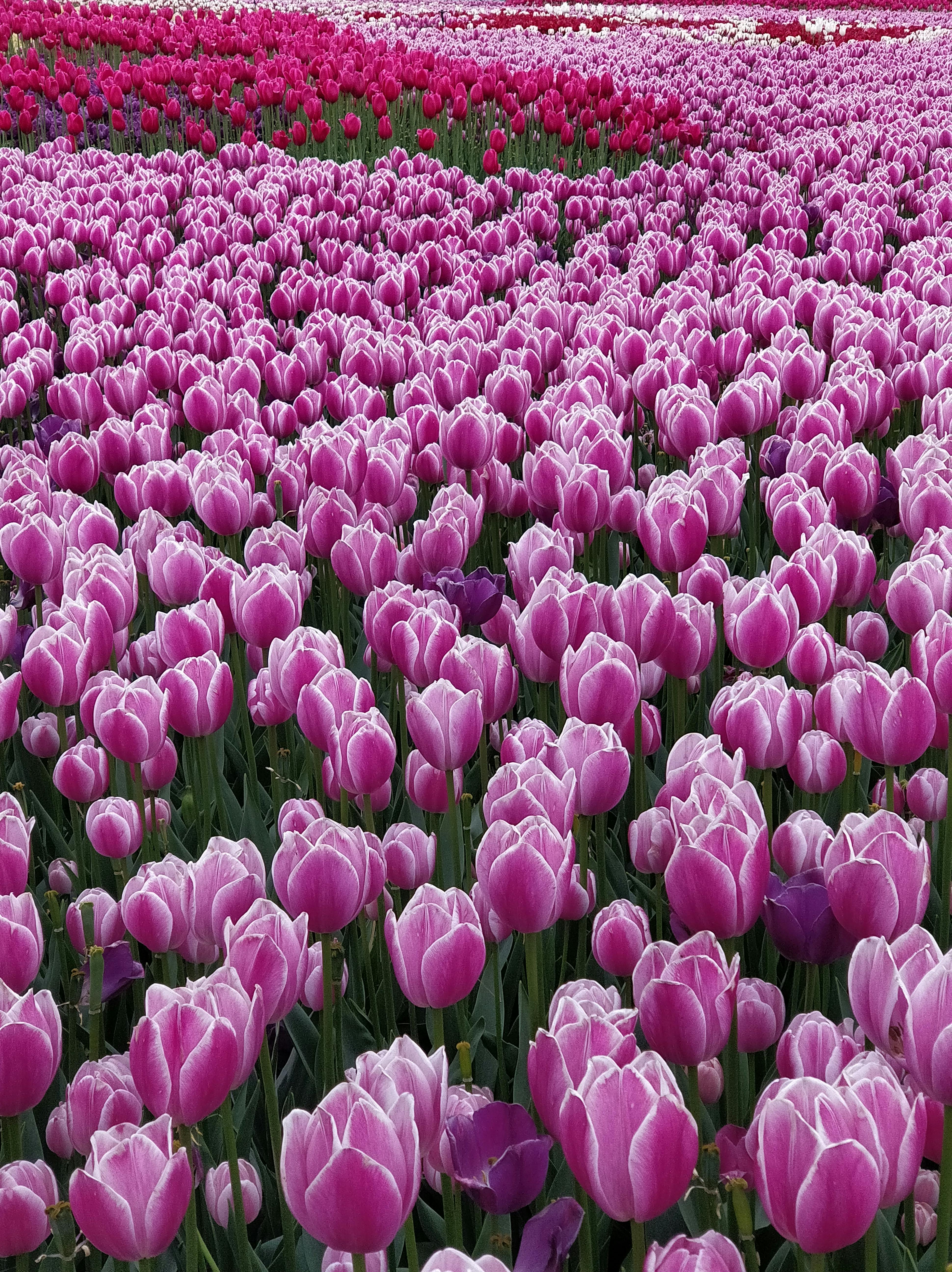 チューリップ ピンクのチューリップ ピンクの花の無料の写真素材