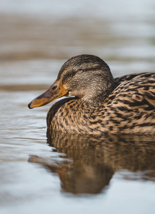 Free Detailed close-up of a female mallard duck peacefully floating on the water. Stock Photo