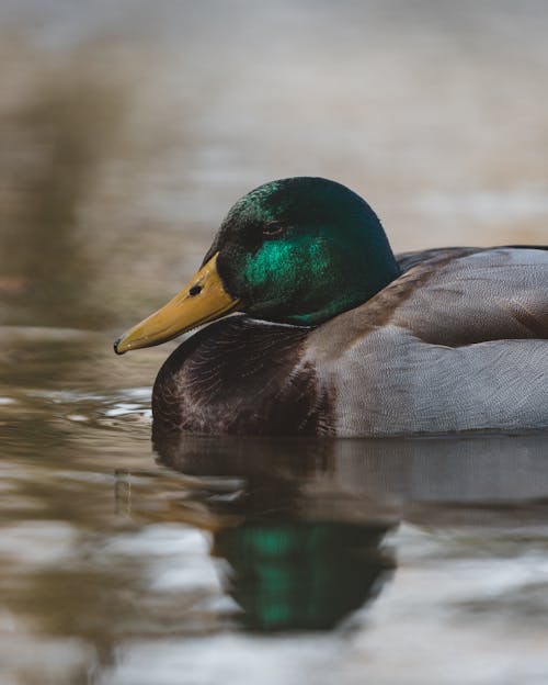 Close-Up Shot of a Mallard Duck 