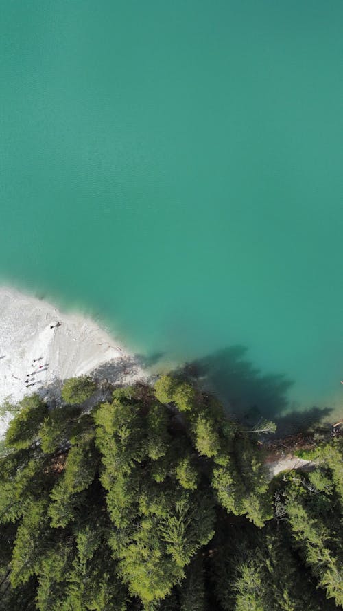 An Aerial Photography of Green Trees Near the Body of Water