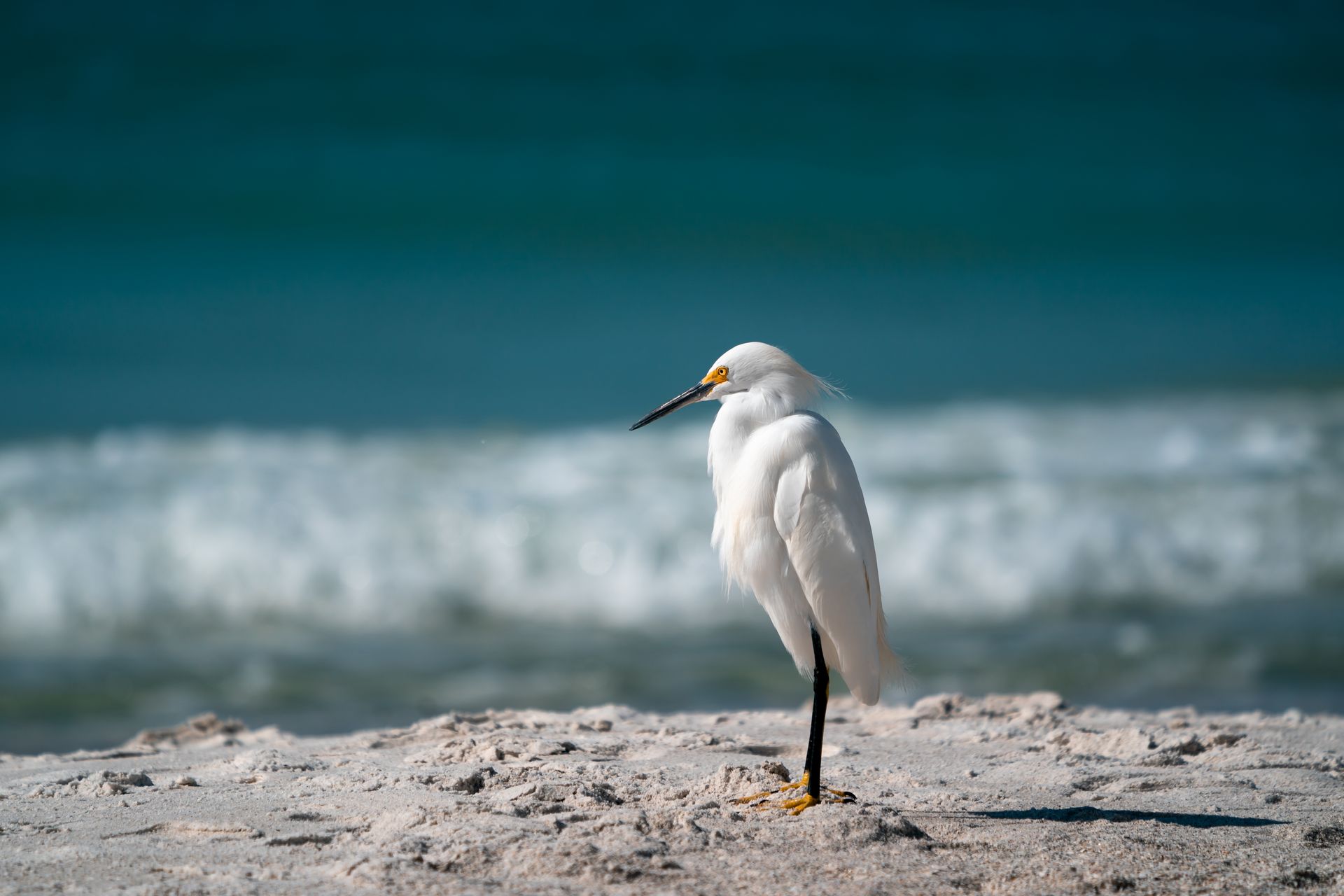 Snowy egret standing gracefully on the sandy beach in Florida with ocean waves in the background.