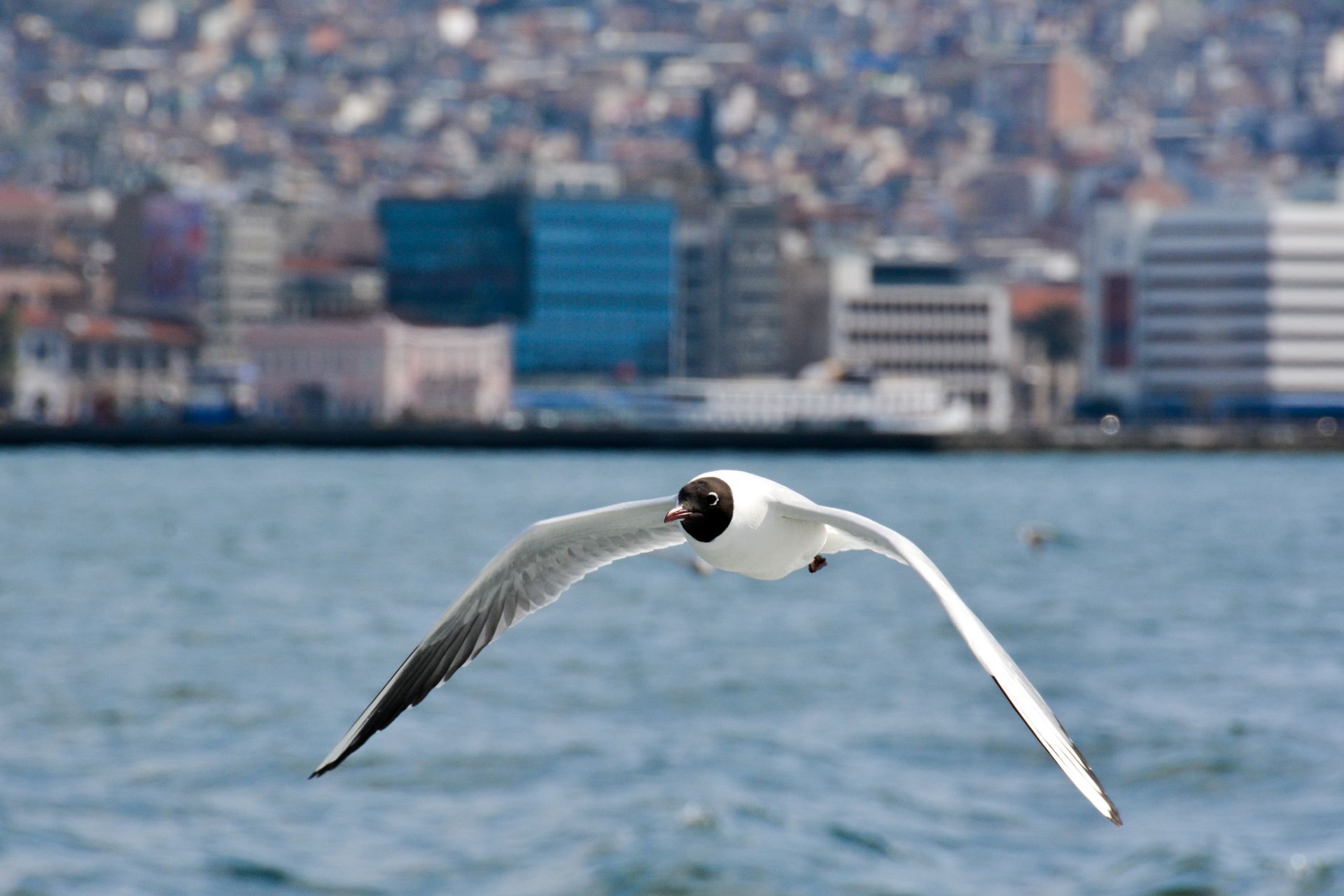 A black-headed gull in flight above urban waterfront with distant city background.