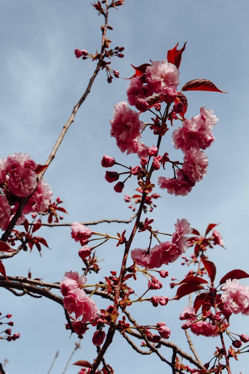 さくら, ピンクの花, フローラの無料の写真素材