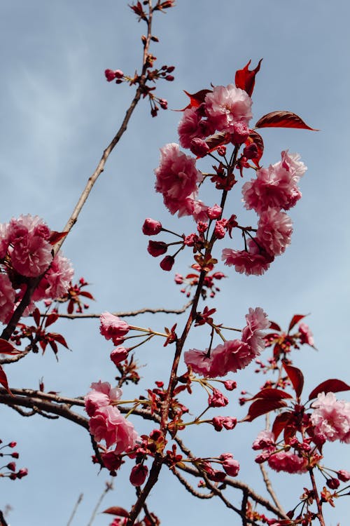 Tree Branches with Pink Flowers