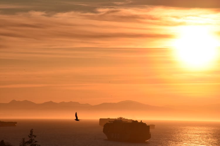 Bird Flying Over Vessels And Sea