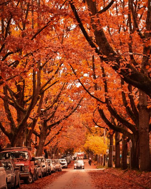 Free A picturesque street in Vancouver lined with vibrant autumn trees and parked cars. Stock Photo