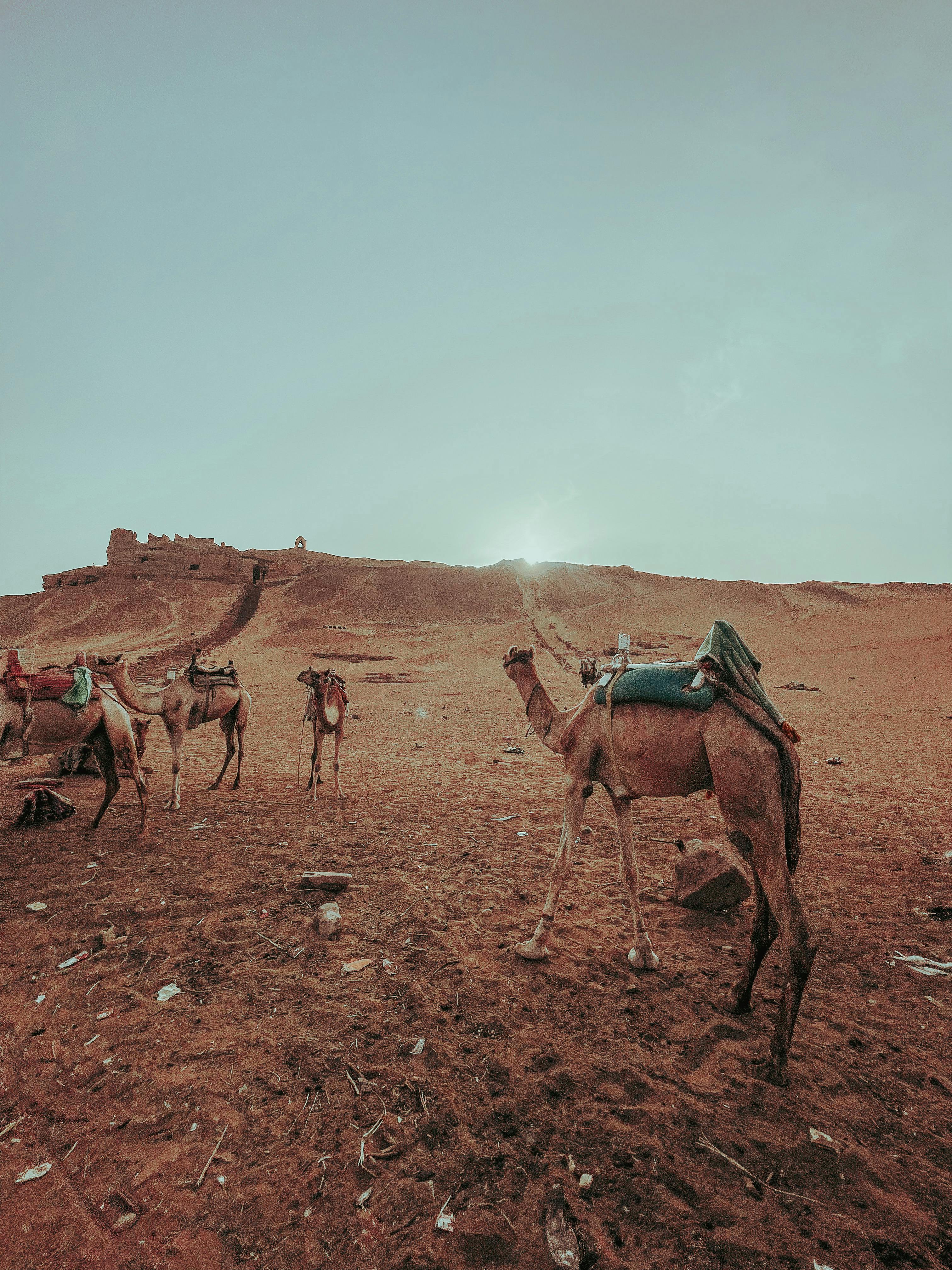 Free Camel group in vast desert with ancient ruins under blue sky, perfect for travel themes. Stock Photo