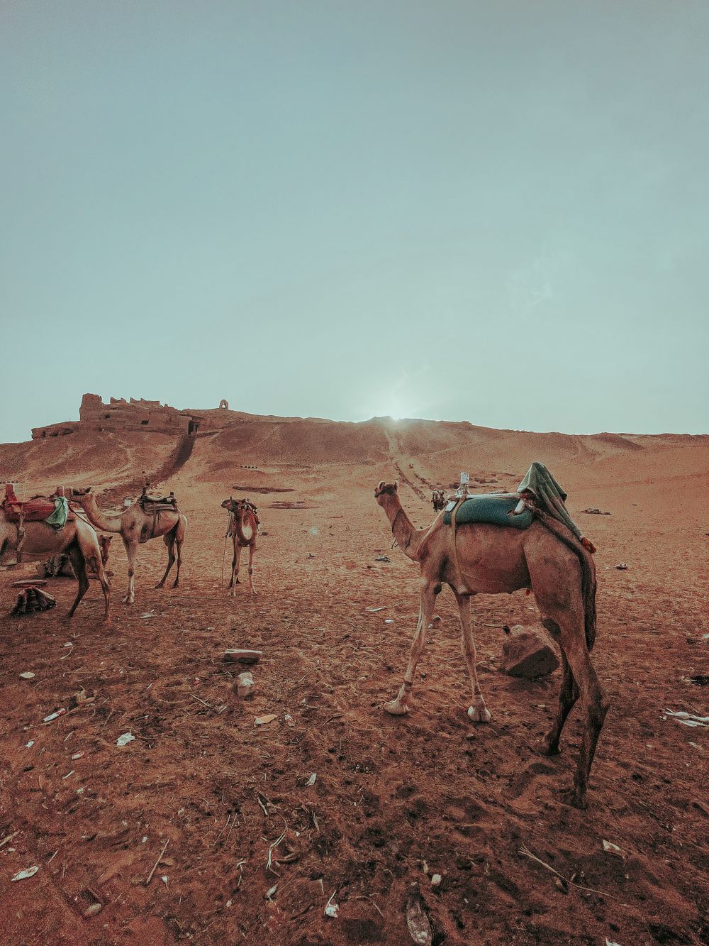 Camel experience in Bahrain desert