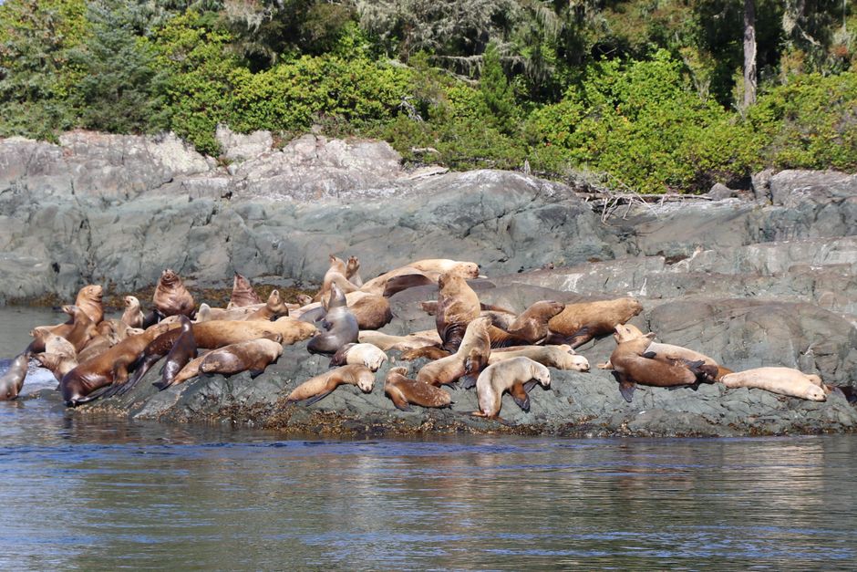 Sea Lion and Salmon Laws Clash in Conservation Dilemma