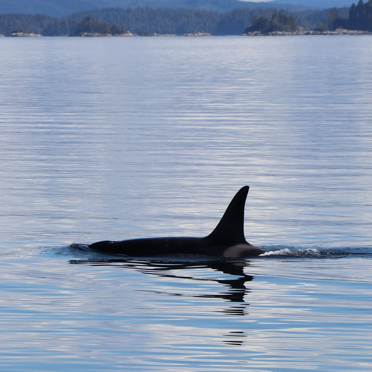The tall dorsal fin of an orca surfacing in calm, cold coastal water.