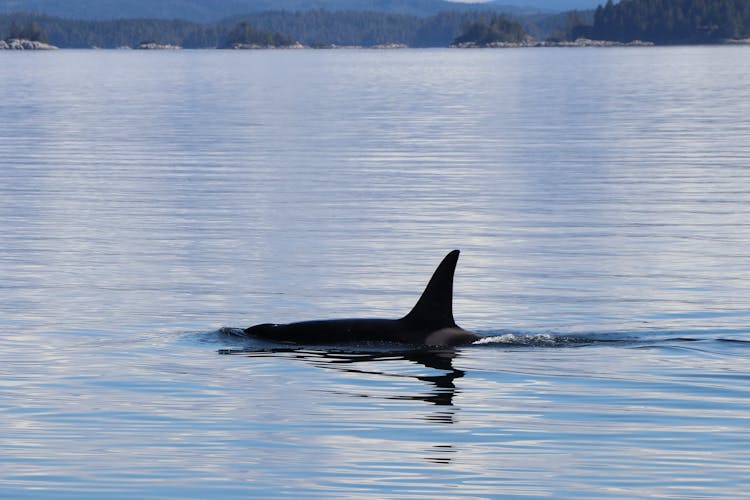 Orca Swimming In Sea