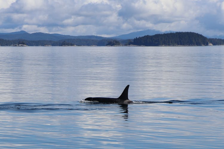 A Fin Of A Killer Whale 