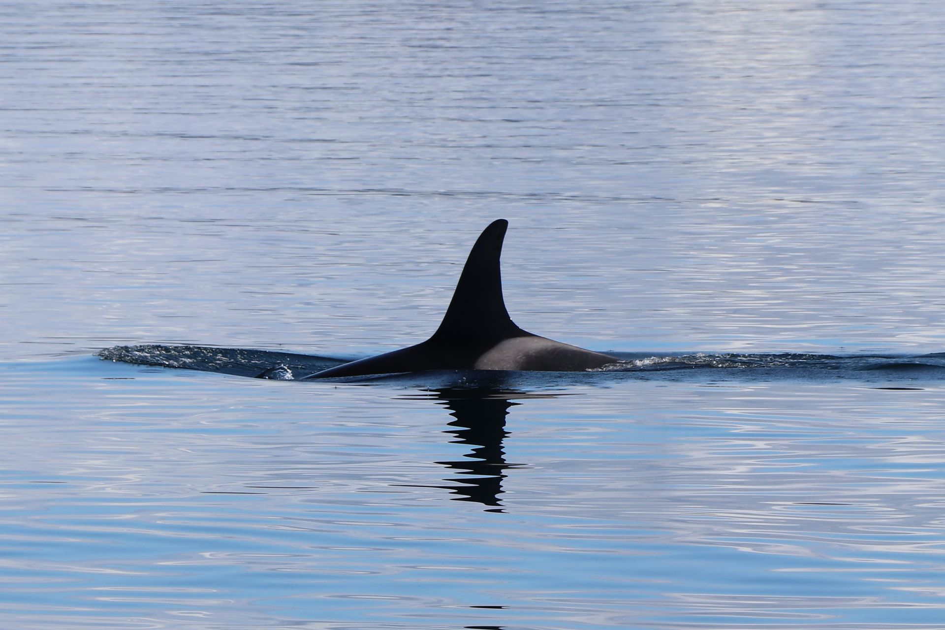 Killer Whale on the Sea
