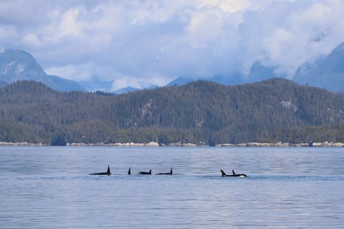 A Pod of Orcas