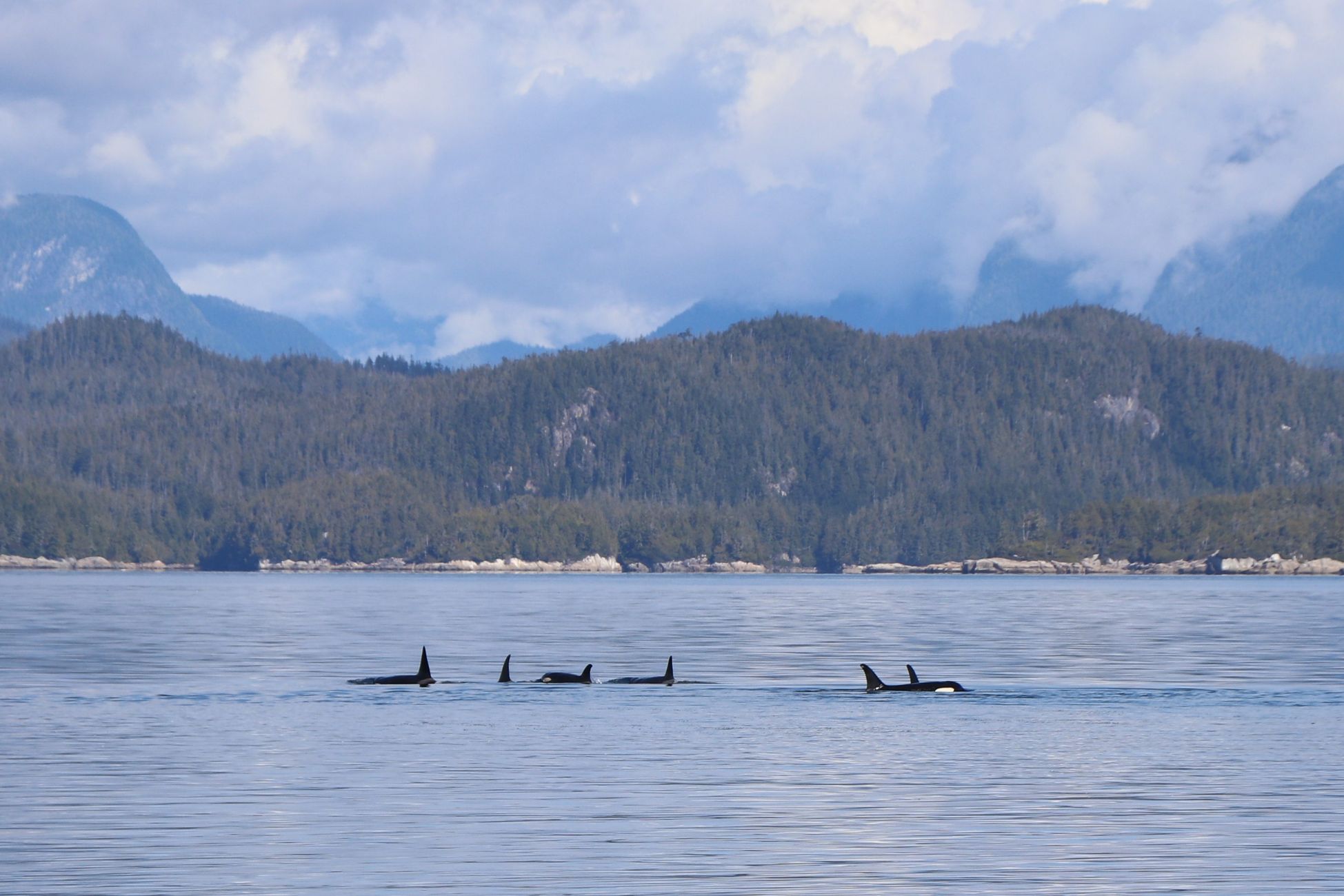 Orka's massaal gespot voor Britse kust