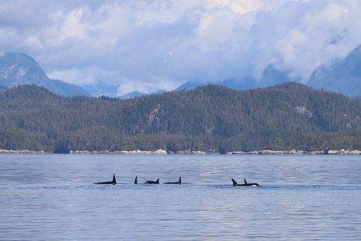 A serene group of orcas gliding through the calm waters of Telegraph Cove, BC.