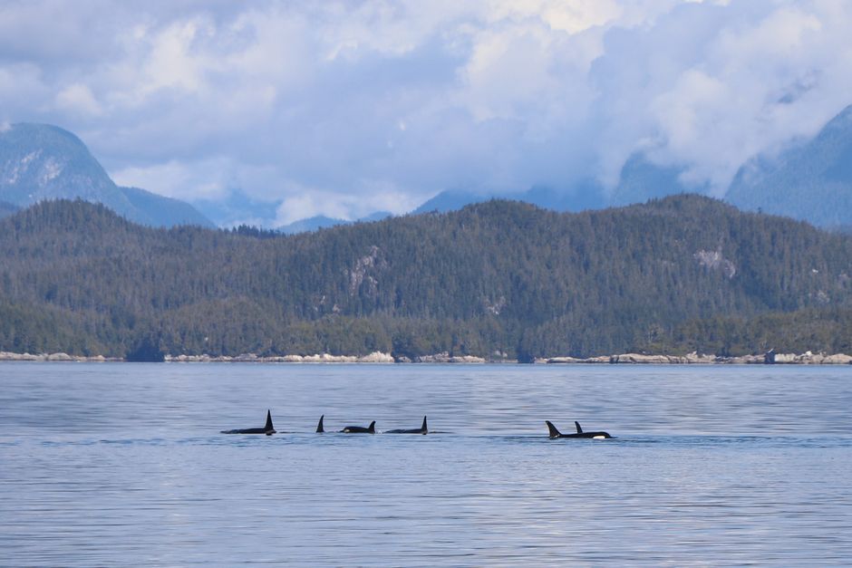 Whale watching boat observing an orca in the waters near Victoria, British Columbia, Canada