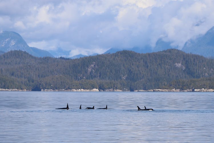 A Pod Of Orcas