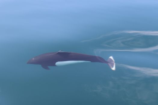 A serene view of an orca swimming below the surface in Telegraph Cove, Canada.