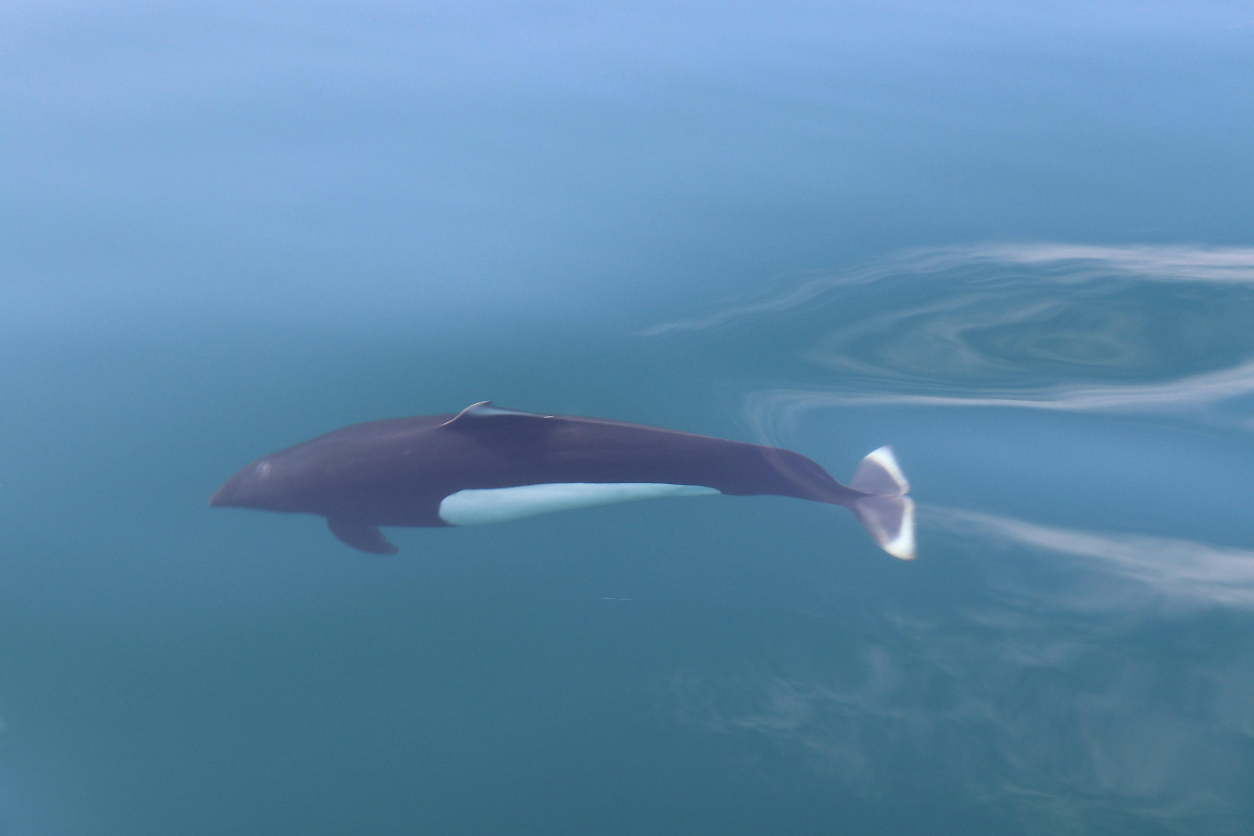 Whale Shark Photos, Download The BEST Free Whale Shark Stock Photos