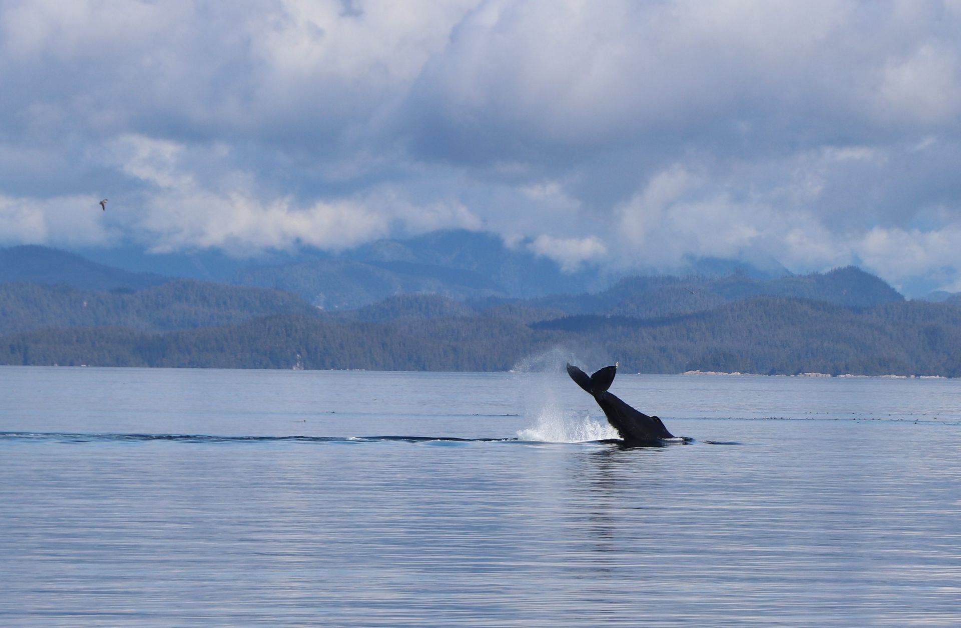 Humpback whale tail breaching in Telegraph Cove, British Columbia, Canada.