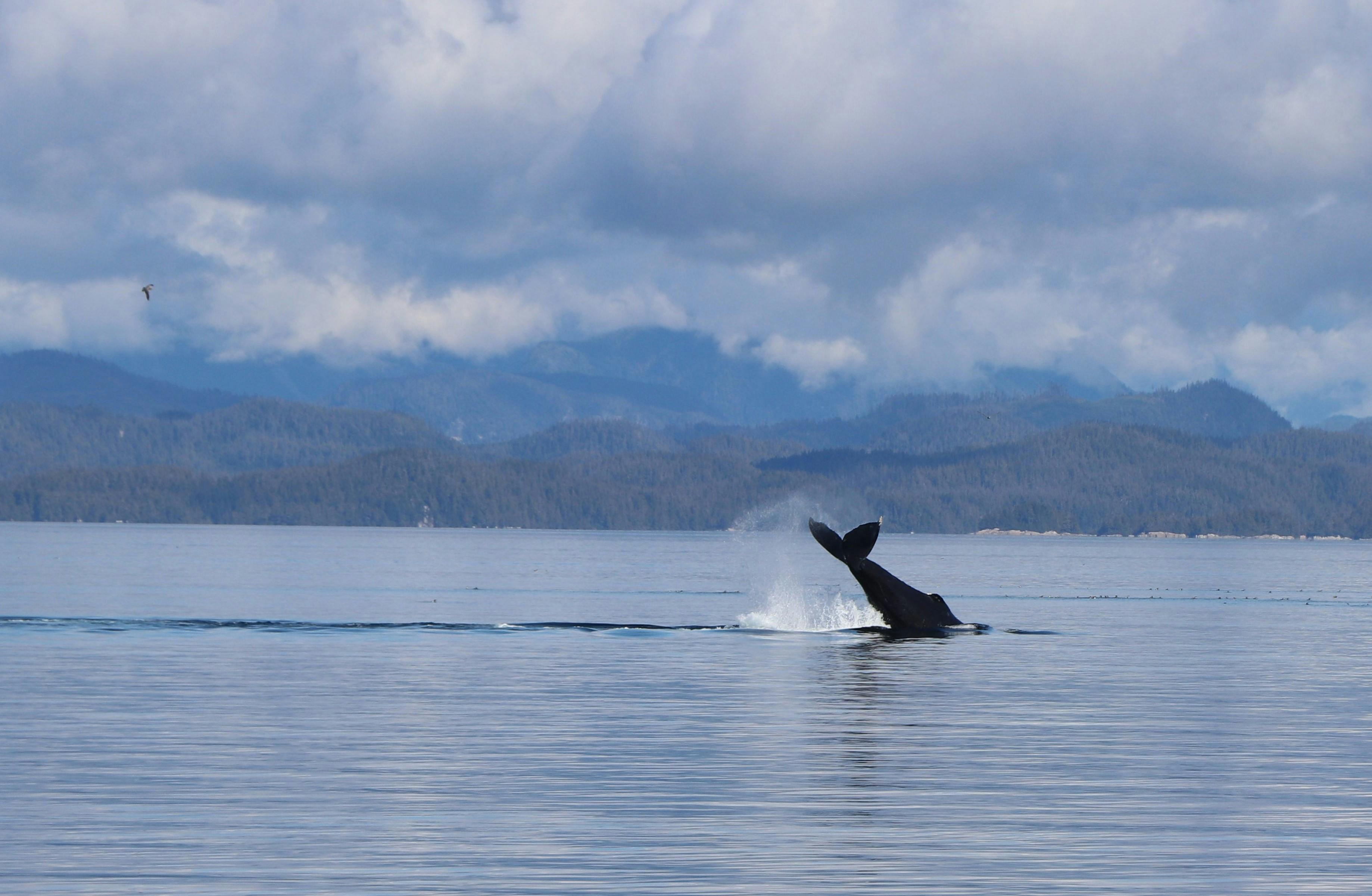Whale Shark Photos, Download The BEST Free Whale Shark Stock Photos