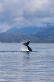 Capture of a humpback whale's tail splash against a scenic mountain and sea backdrop in Telegraph Cove, Canada.