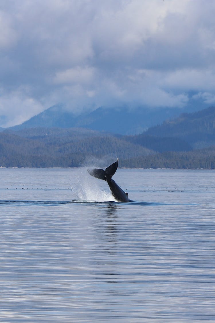 Whale Tail, Sea And Mountains 