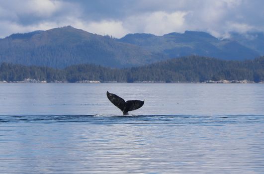 whale photo
