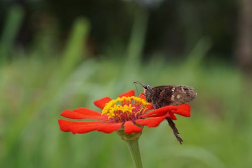 Gratis lagerfoto af bestøvning, blomst, blomstrende