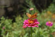 A Close-Up Shot of a Variegated Fritillary on a Zinnia Flower