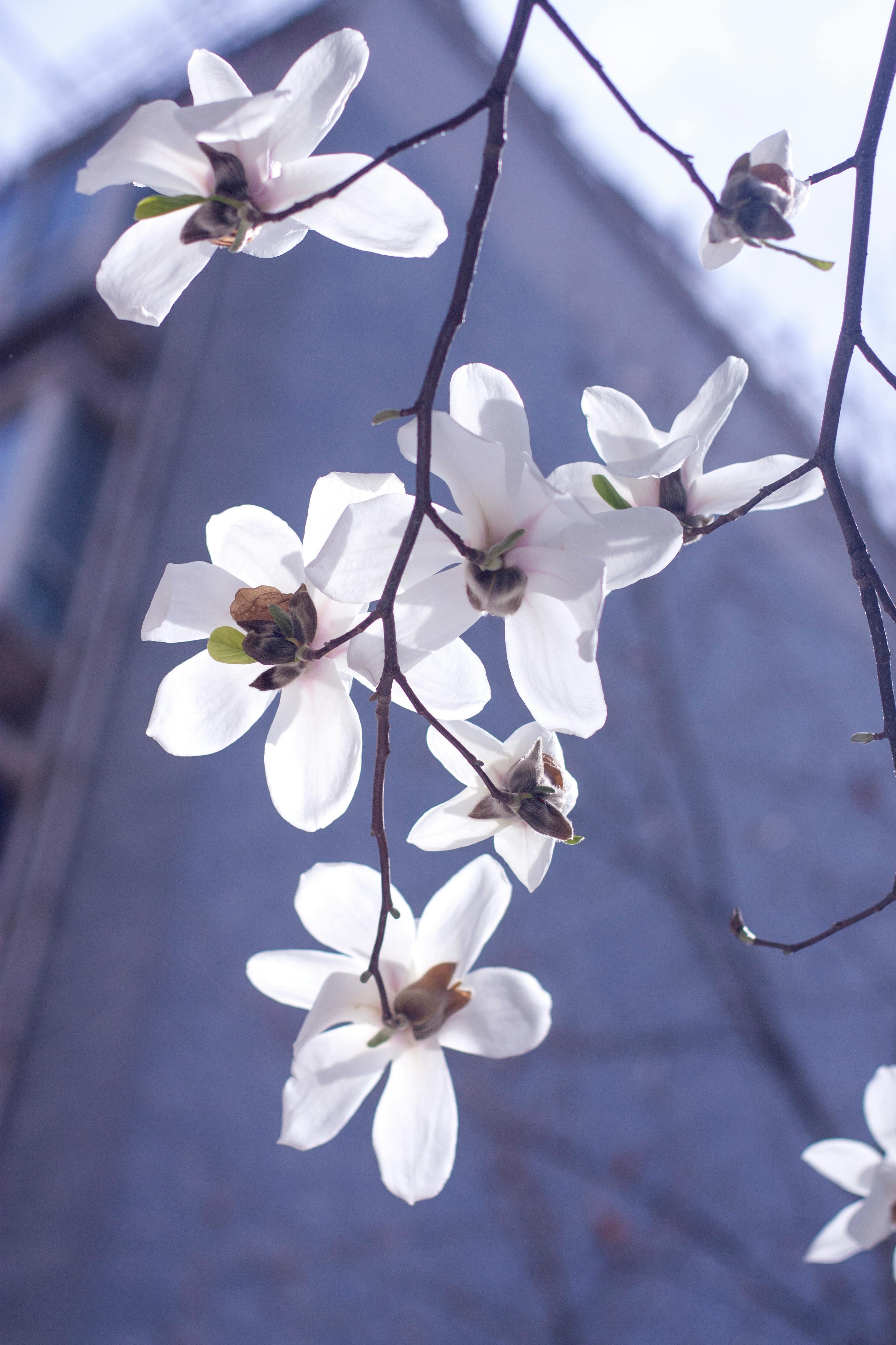 Beautiful white flowers gracefully hanging from a branch against a blue sky.