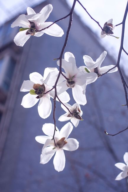 Beautiful white flowers gracefully hanging from a branch against a blue sky.